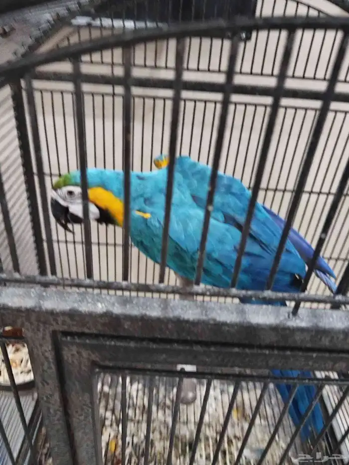 مكاو بلو اند متكلم 5