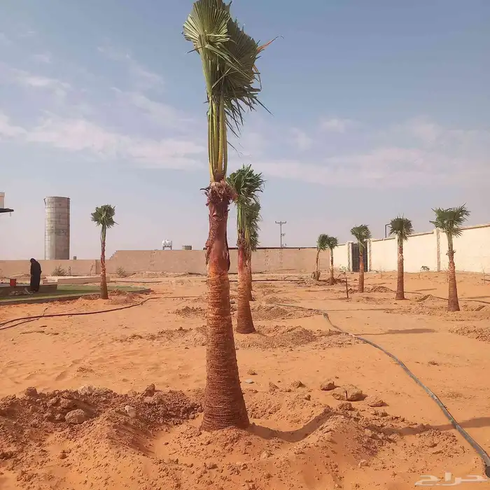 نخل الزلفي الغاط المجمعه سدير الارطاويه القصيم 5