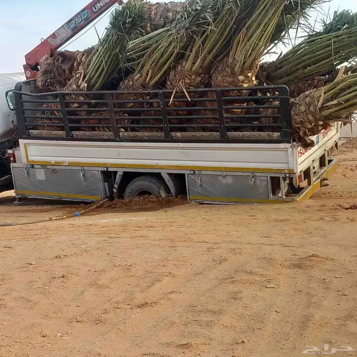 نخل الزلفي الغاط المجمعه سدير الارطاويه القصيم 4