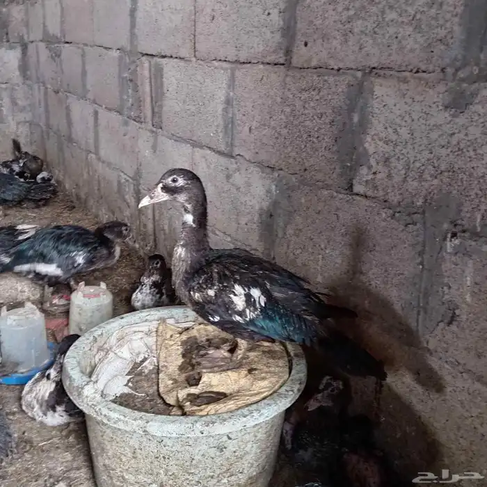 بيع بط 0