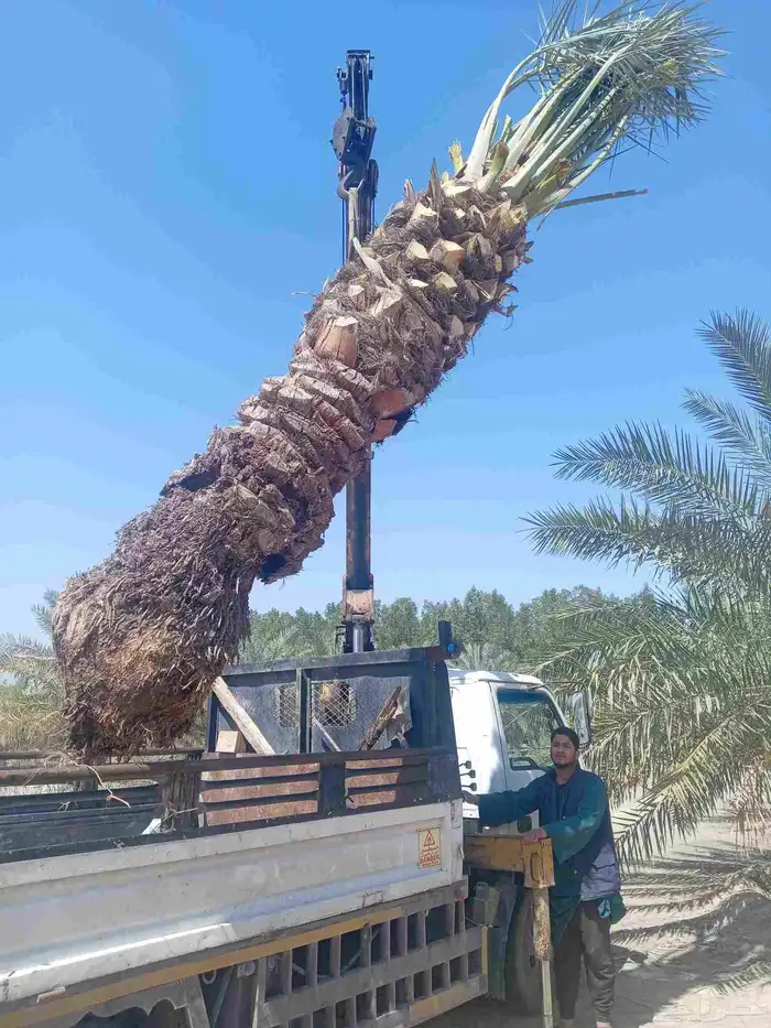 زراعة النخيل الوشنطن وزرعه العشب الطبيعي وزرعه الشجار وتسيك 3