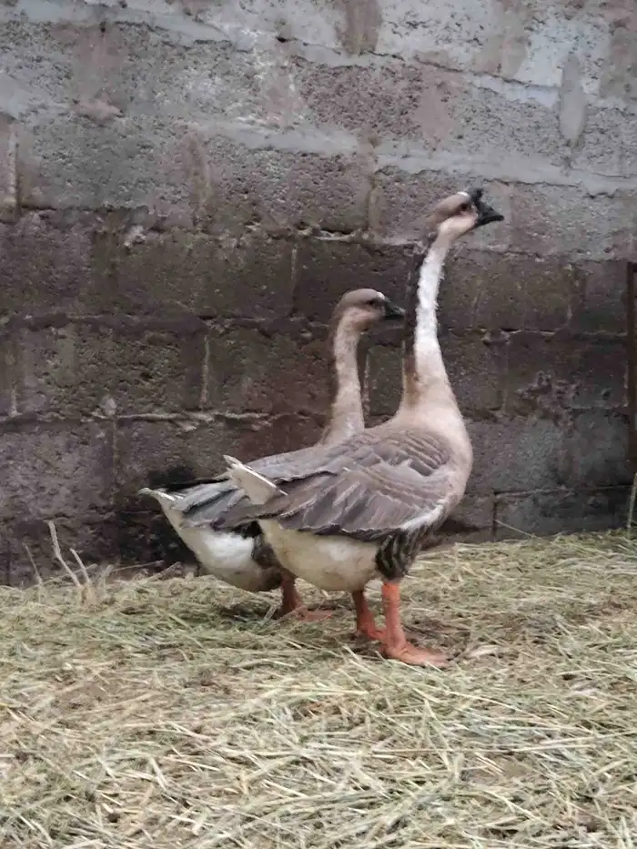 جوز وز_الطرف. 1