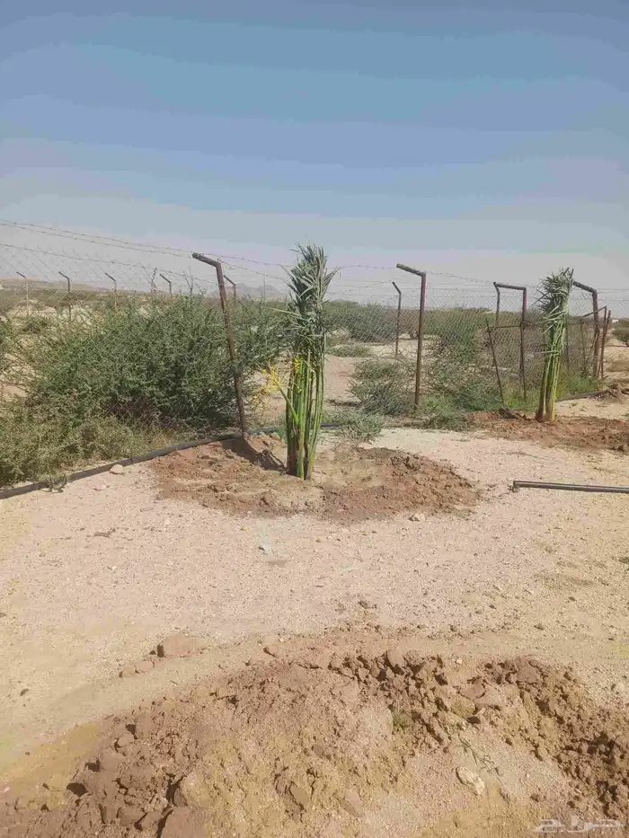 يوجد لدينا جميع انواع النخيل المثمرة وزينه اتواصل جوال 050 6 8