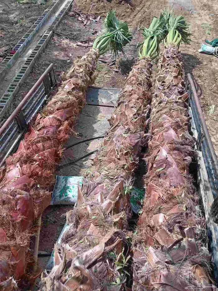 زراعة النخيل الوشنطن وزرعه العشب الطبيعي وزرعه الشجار وتسيك 4