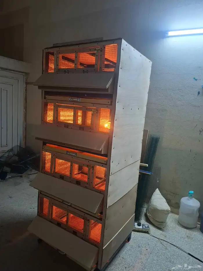 حاظنة صوص دجاج وسمان الزلفي 3