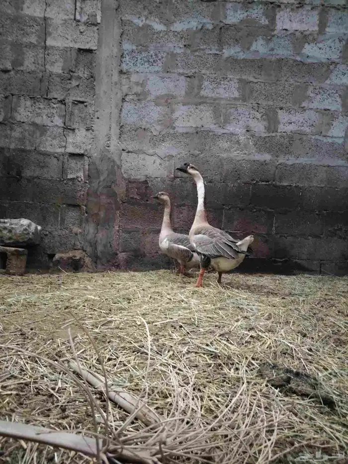 جوز وز_الطرف. 2