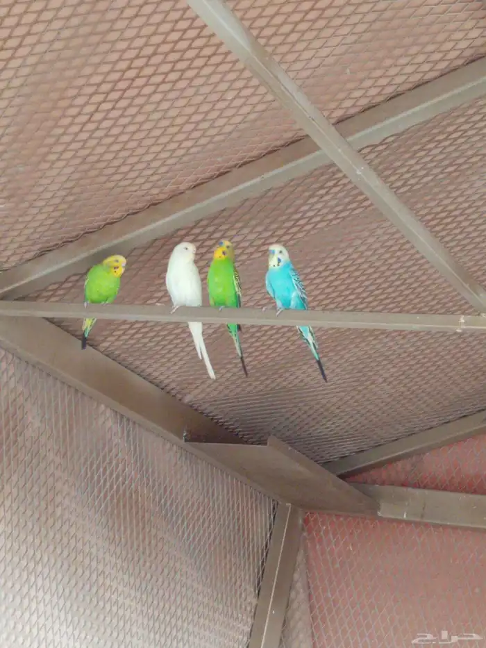 ارانب وطيور البادجي للبيع بدومة الجندل 2