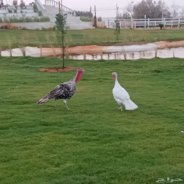 رومي ذكور وإناث 0