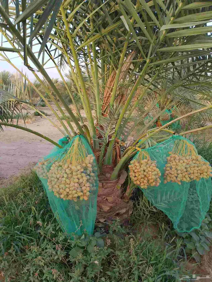 نخل مثمر للبيع 3