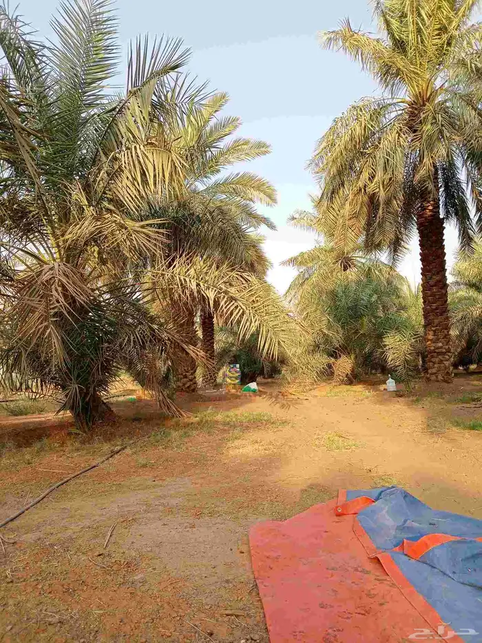 يوجد لدينا جميع انواع النخيل 7