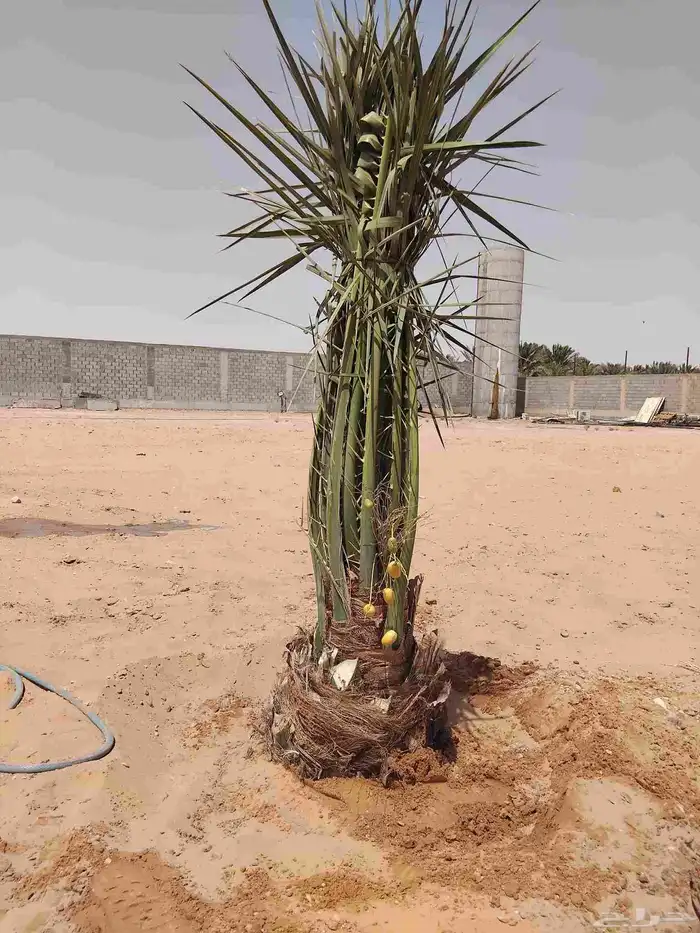 نخل للبيع مثمر خلاص سكري صقعي مجدول صفري خشرم منيفي شيشي 2
