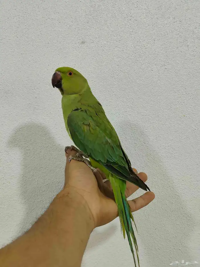 دره هندي اليف 0