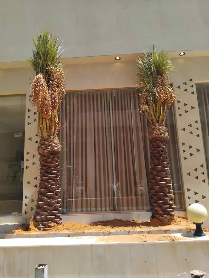 نخل للبيع مثمر خلاص سكري صقعي مجدول صفري خشرم منيفي شيشي 3