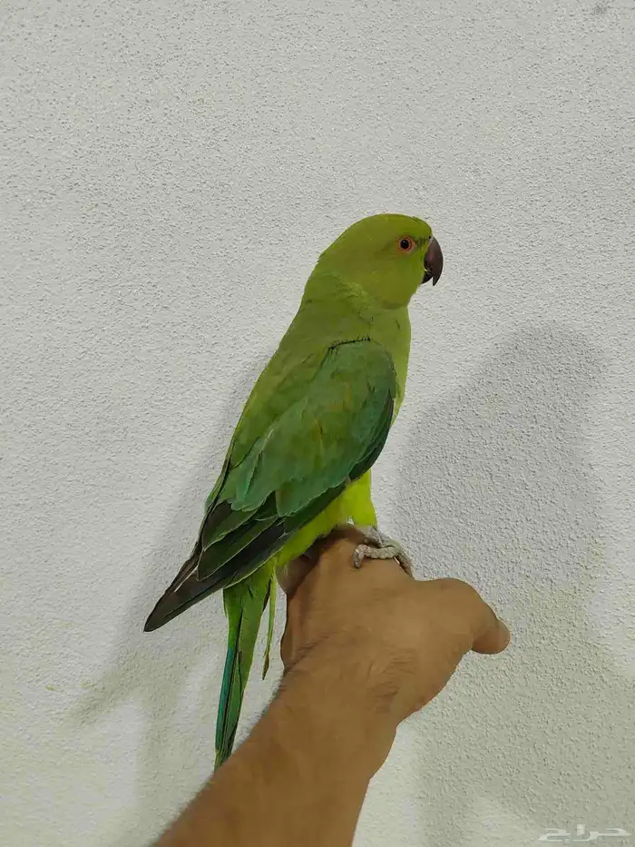 دره هندي اليف 1