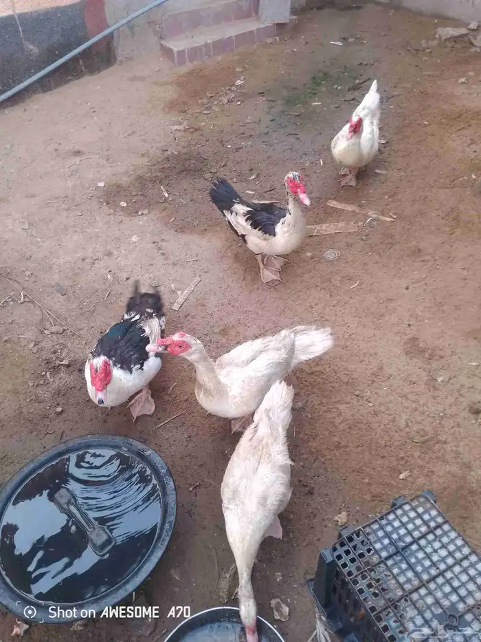 اعرض لكم بط للبيع 0