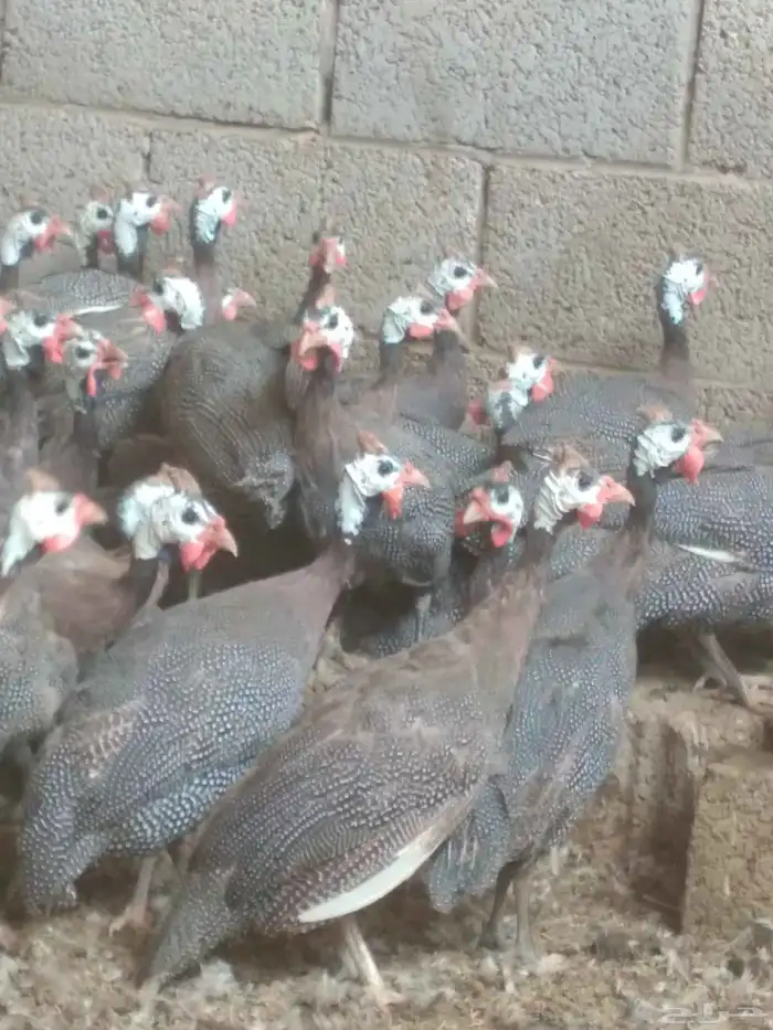 دجاج حبشى 3