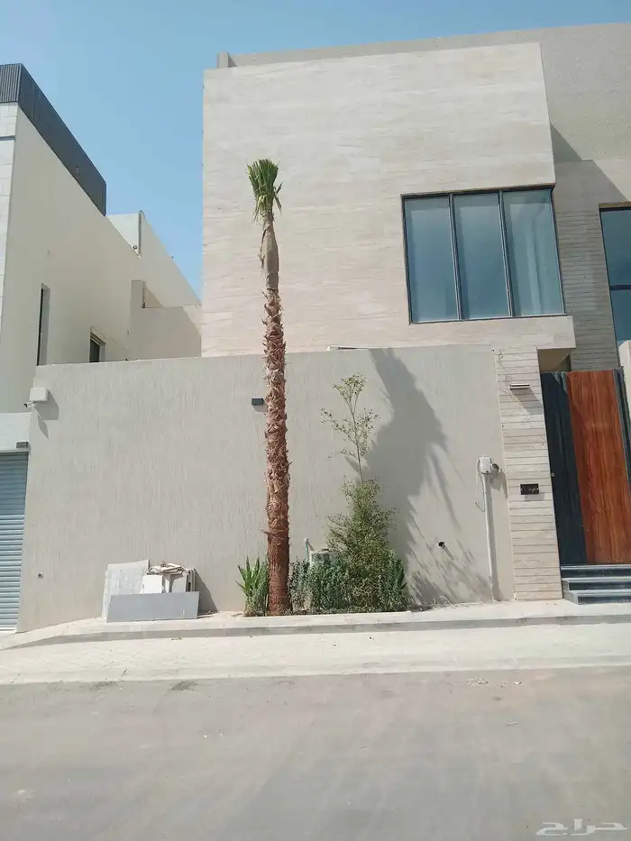 نخل نخيل واشنطن واشنطني ابو مروحه درجه اولى 1
