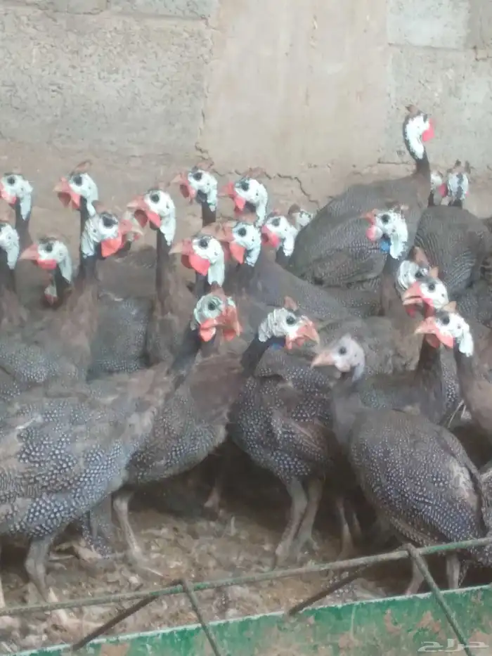 دجاج حبشى 4