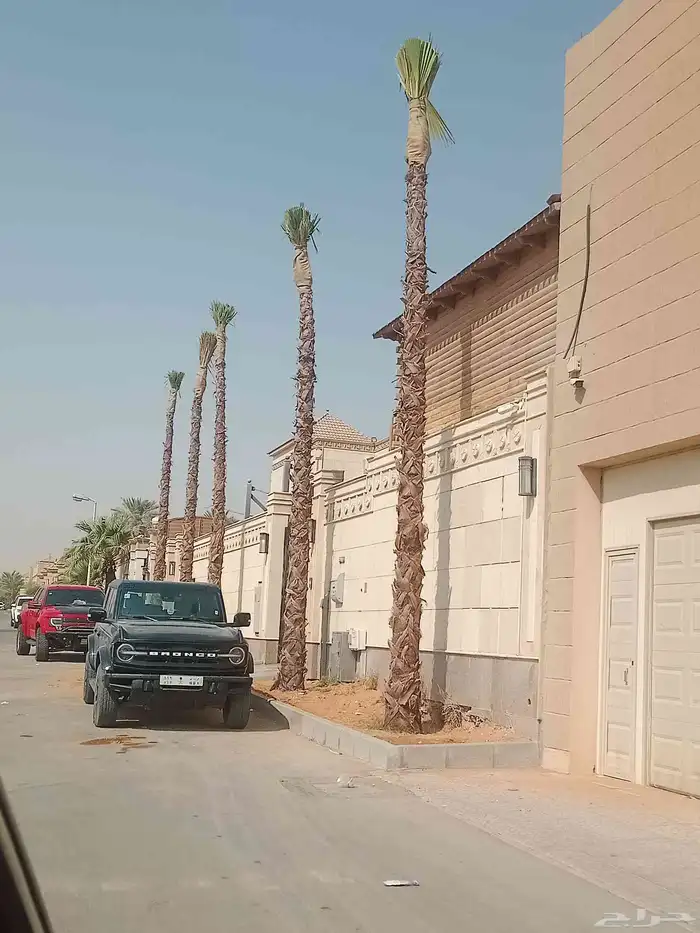 نخل نخيل واشنطن واشنطني ابو مروحه درجه اولى 4