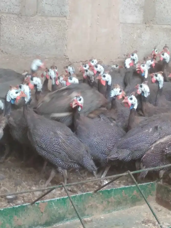 دجاج حبشى 0