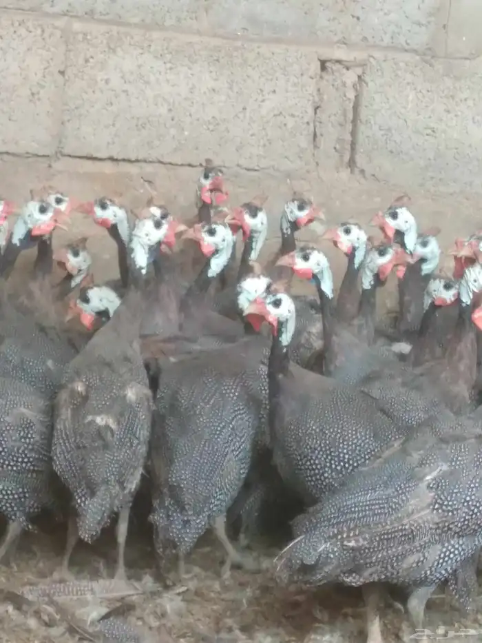 دجاج حبشى 2