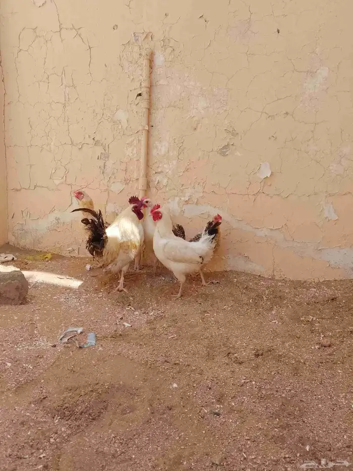 دجاج بلدي 0
