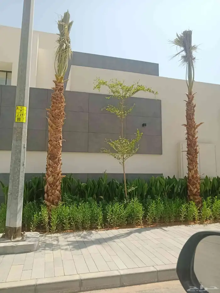 نخل نخيل واشنطن واشنطني ابو مروحه درجه اولى 3