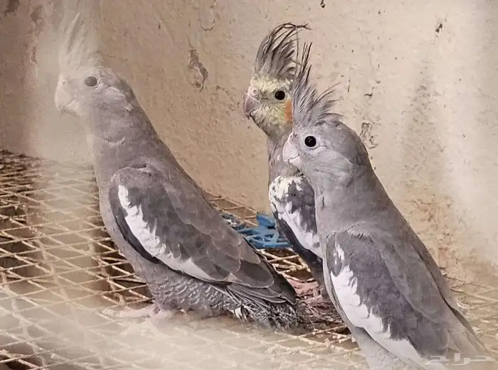 طيور 4كروان مغرد 0