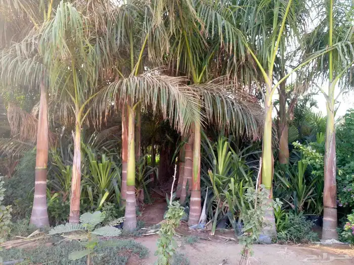 نخل للبيع بجميع المقاسات نخل ملوكي نخل واشنطن نخل مثمر 6