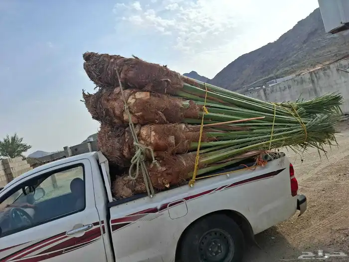 يوجد لدينا جميع انواع النخيل 2