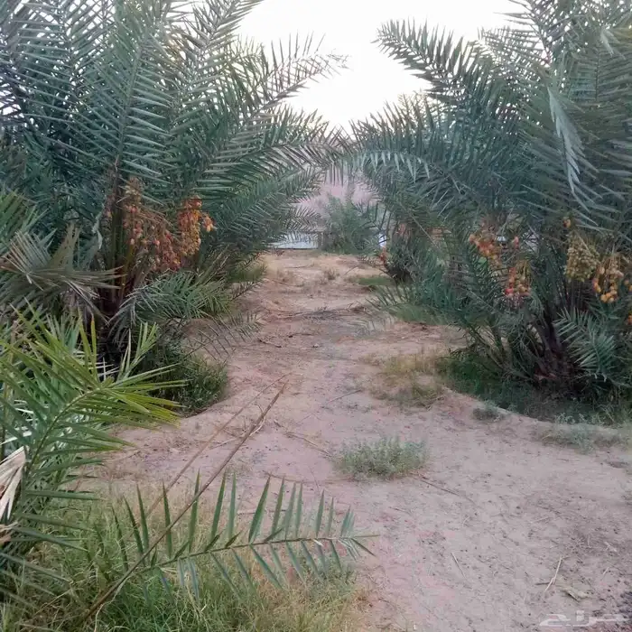 نخل فروخ جثايث نقايل صقعي مجدول هلالي إخلاص سكري نخل واشنطني 2