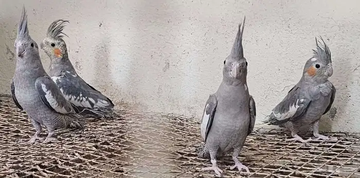 طيور 4كروان مغرد 1