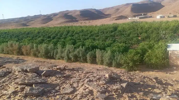 نخل ملوكي وجوز هند وحمضيات وزيتون وطلح مقاسات مختلفه 0