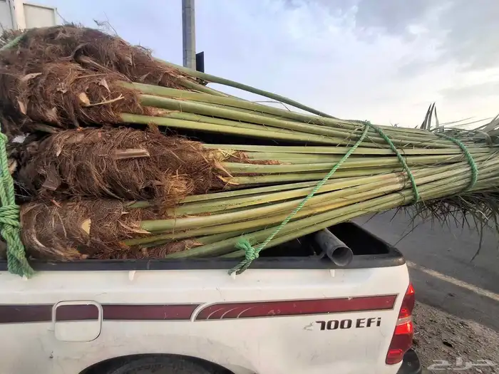 يوجدلدين جميع انواع انخل المثمره وزينه 3
