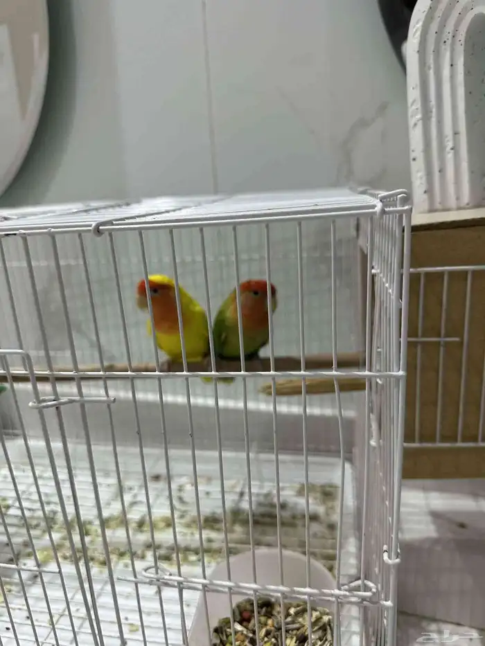جوز روز للبيع 1
