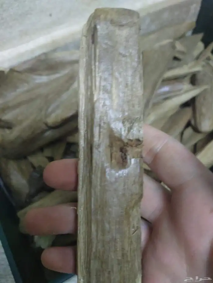 خشب عود مروكي طبيعي سوبر واقل خالي من تحسين 0