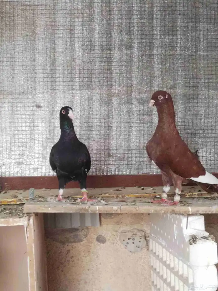 سلام عليكم ورحمة حمام شامي خالي من المراض. العداد 18 طير 9