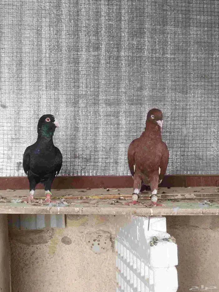 سلام عليكم ورحمة حمام شامي خالي من المراض. العداد 18 طير 8