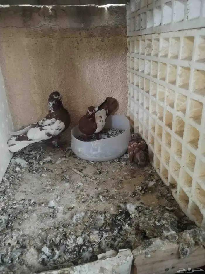 سلام عليكم ورحمة حمام شامي خالي من المراض. العداد 18 طير 0