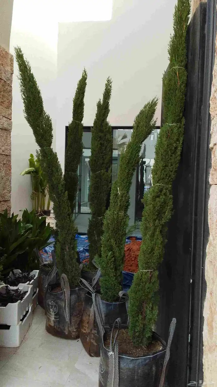 سرو ايطالي تربيه شمسيه 2