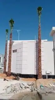 يتوفر لدينا جميع انواع نخل 3