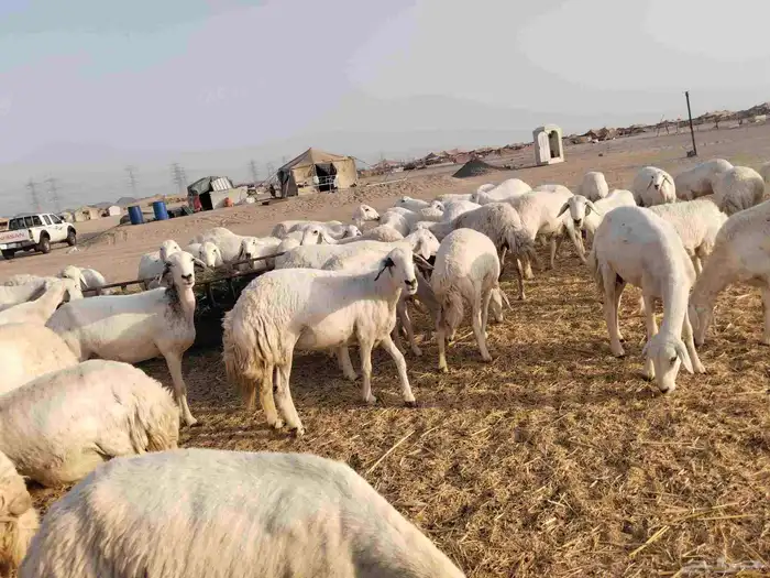 رخال منوة القناي 2