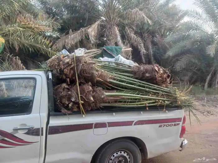 يوجد لدينا جميع انواع النخيل المثمرة وزينه اتواصل جوال 050 6 3