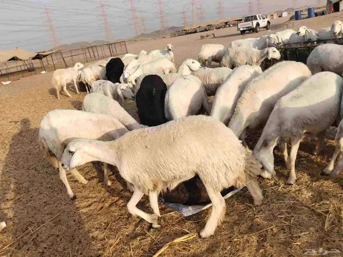 رخال منوة القناي 0