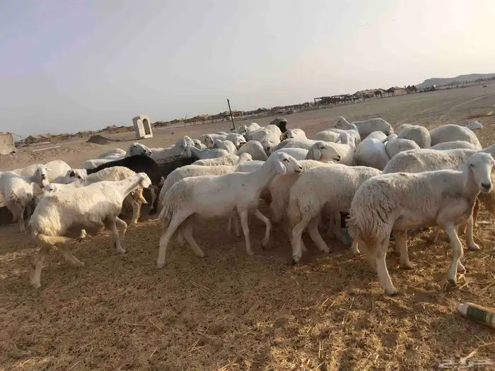 رخال منوة القناي 7