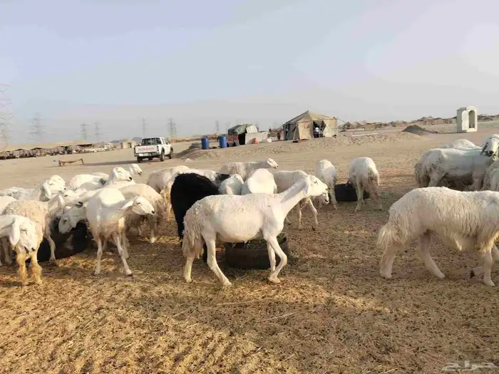 رخال منوة القناي 5
