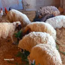 خرفان للبيع 0