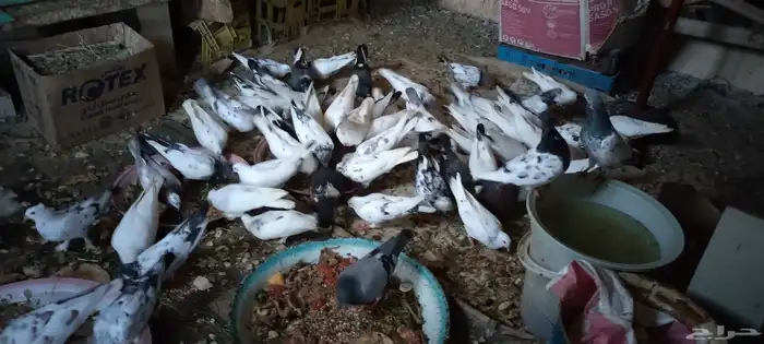 حمام للبيع 1