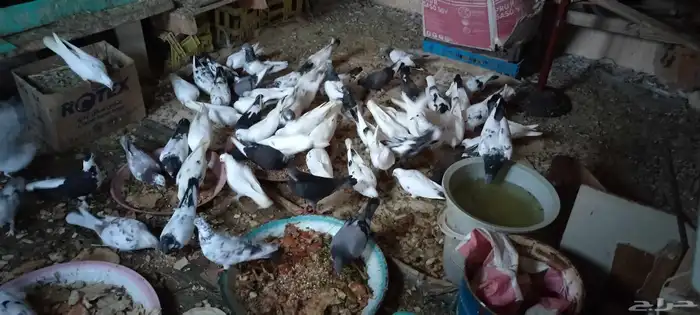 حمام للبيع 3