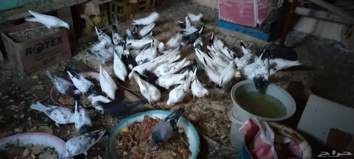 حمام للبيع 2